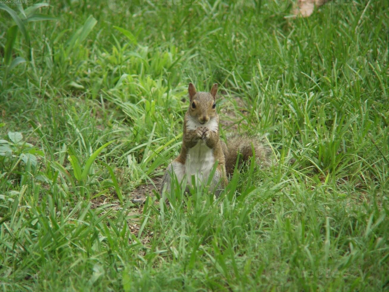 Squirrel close view background. Cute little squirrel in its natural habitat photo