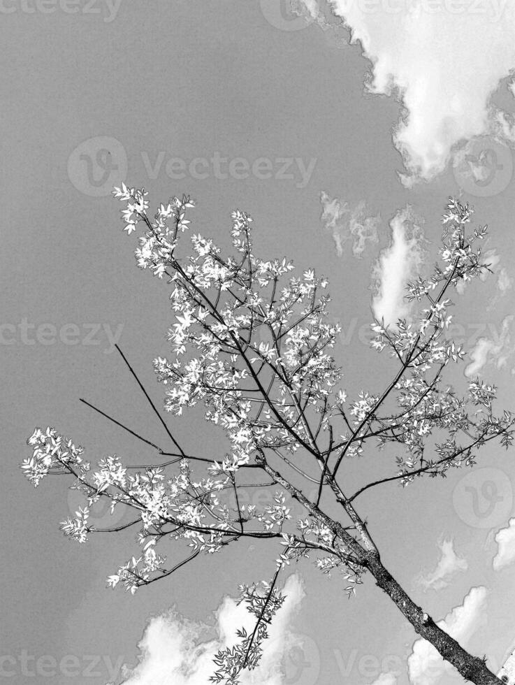 Summer tree in the sun rays. Pencil sketch drawing photo