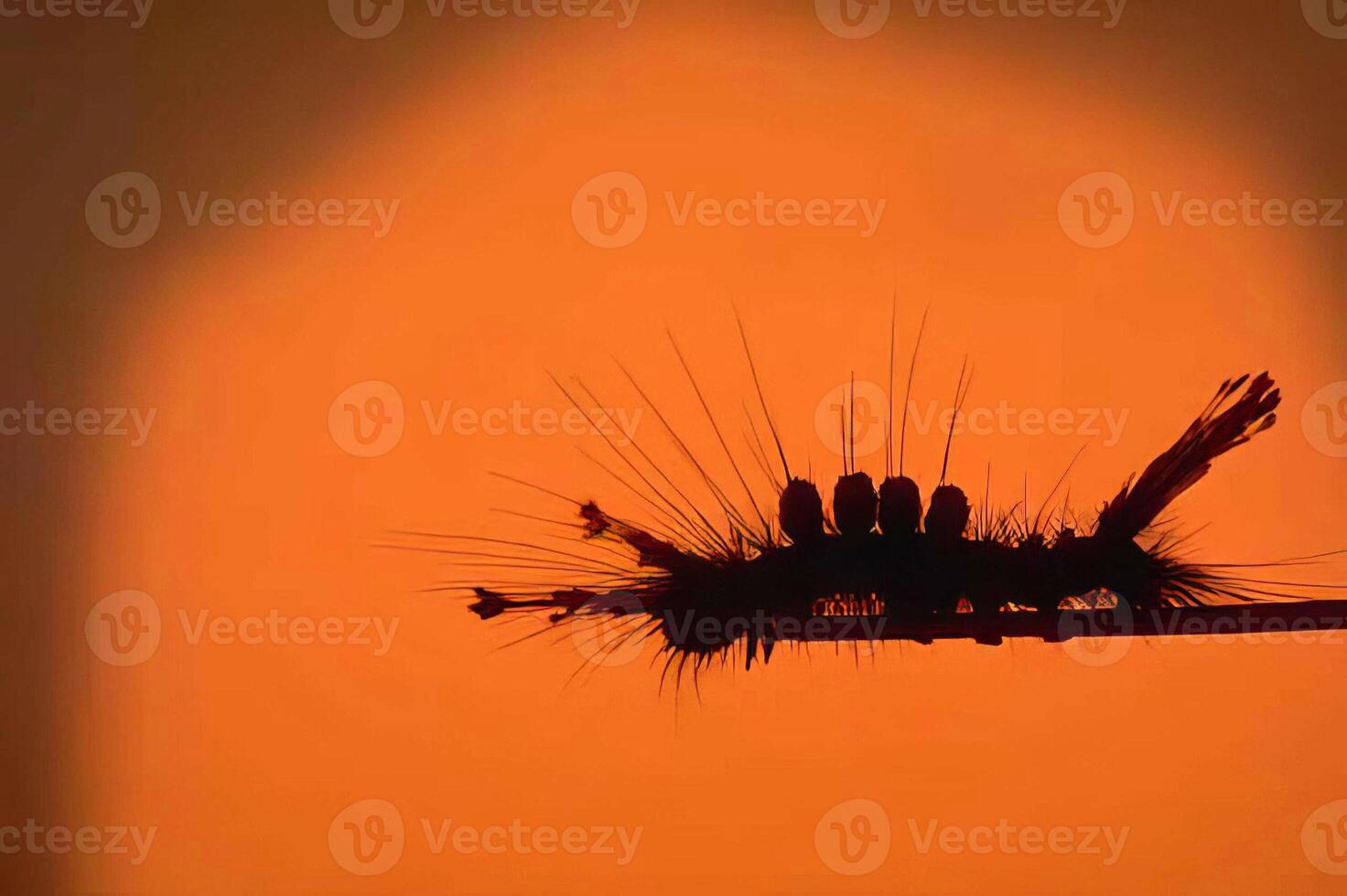 Sunset Reflection. An Insect's Eye and Eyelash Glimmering in Orange Liquid photo