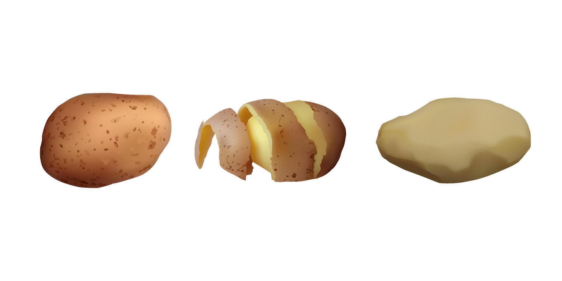 Peeled tuber potatoes. Vegetarian food vector
