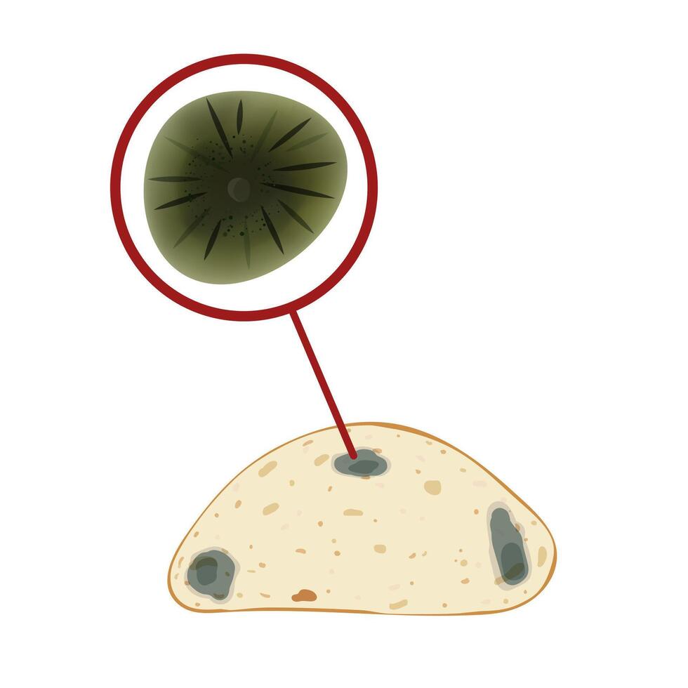 The cladosporium mold on the loaf, set isolated on white background. Food fungus drawing design. vector