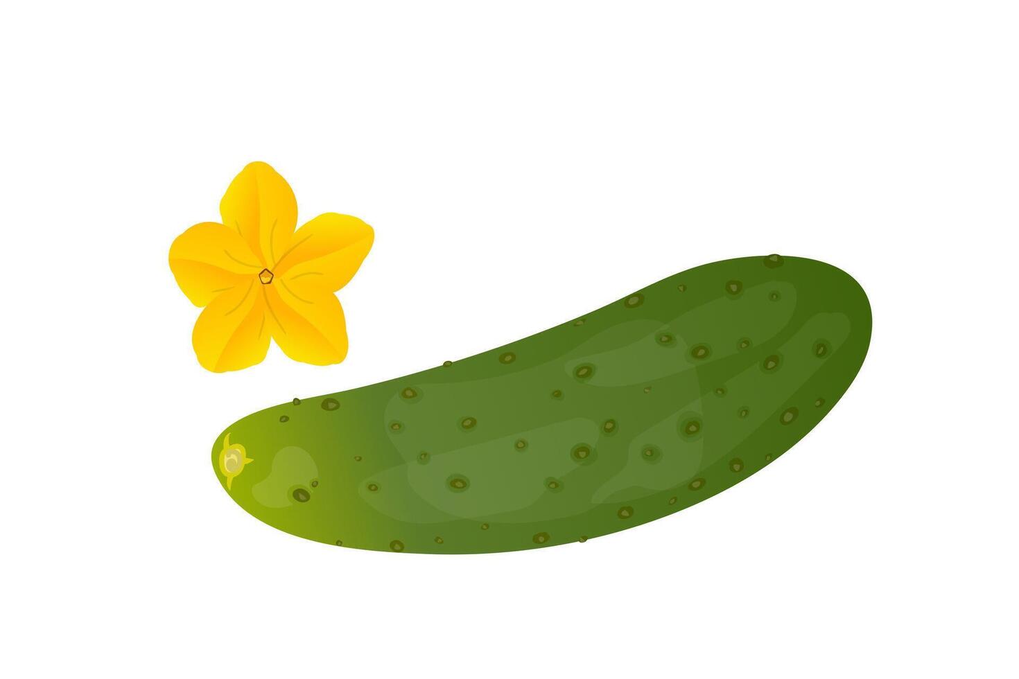 Cucumbers and yellow flower. Vegetarian food. vector