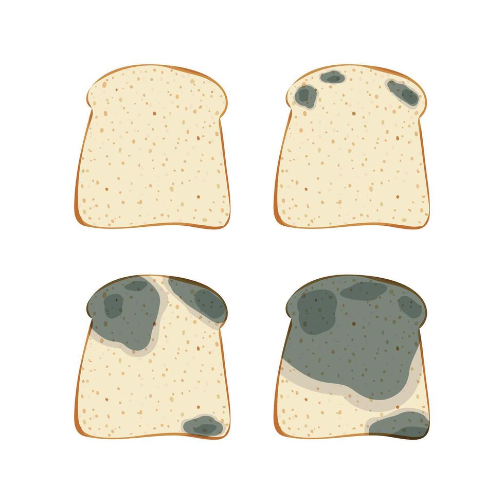 The mold on the toast bread, set isolated on white background. Food fungus drawing design. vector
