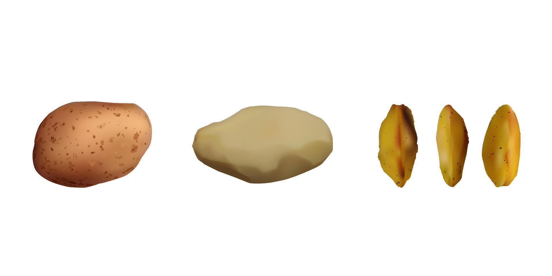 Potatoes set. Peeled and baked. Vegetarian food. vector