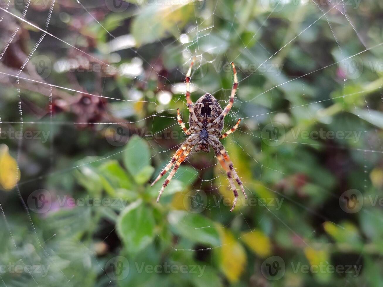 Spider in the spider web close view, spider with blurred background photo