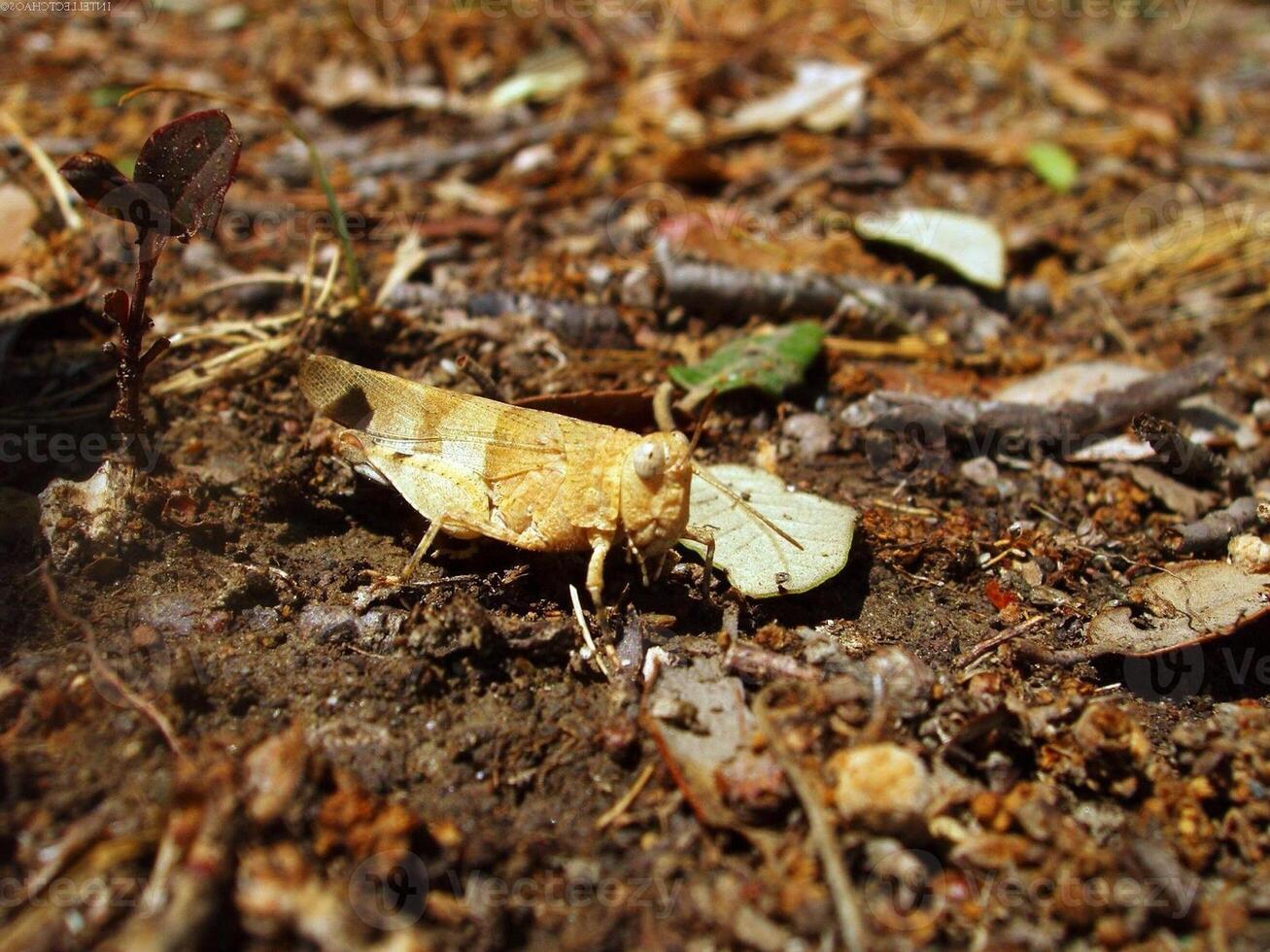 Grasshopper close macro view background. Insect in the natural habitat photo