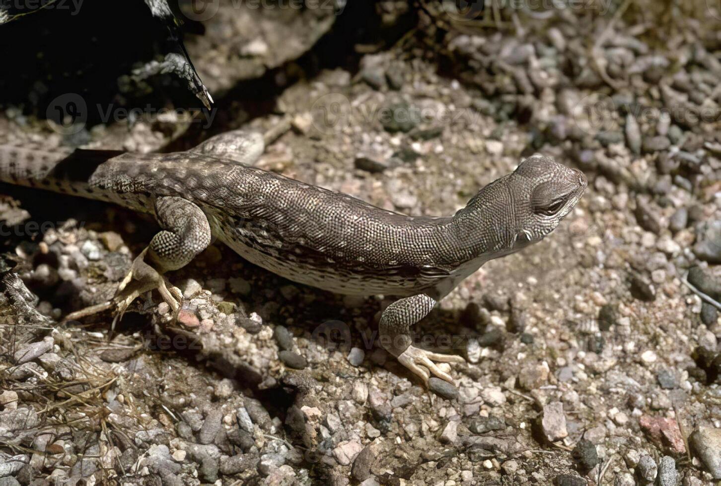 Colorful Lizard basking on the ground in a sunny habitat, scaled reptile in its natural environment photo