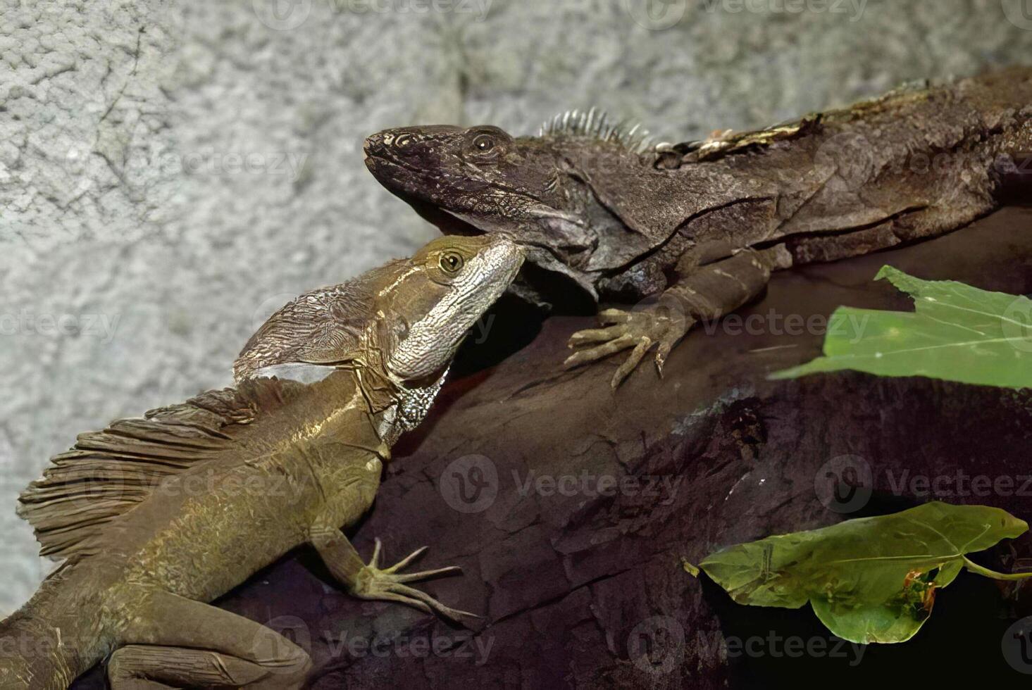Colorful Iguana on a Branch in Its Natural Habitat photo
