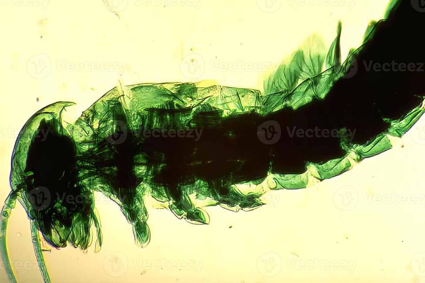 Colorful Insect with Feathers on Display photo
