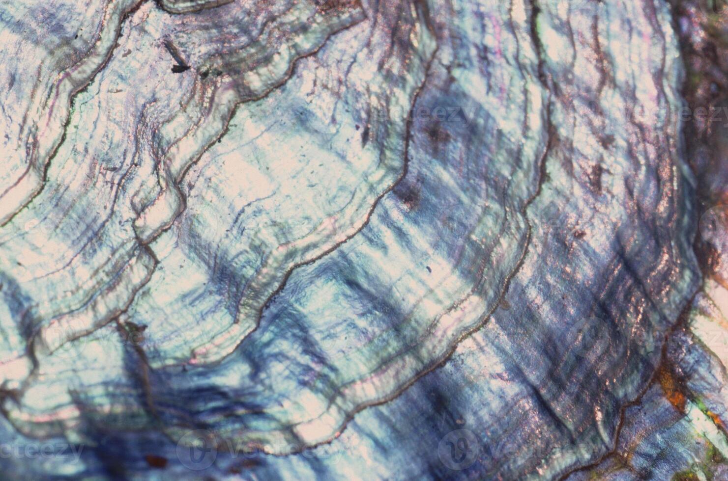 Electric Blue Denim Plaid Pattern on Wood and Grass Background with Twig Details photo