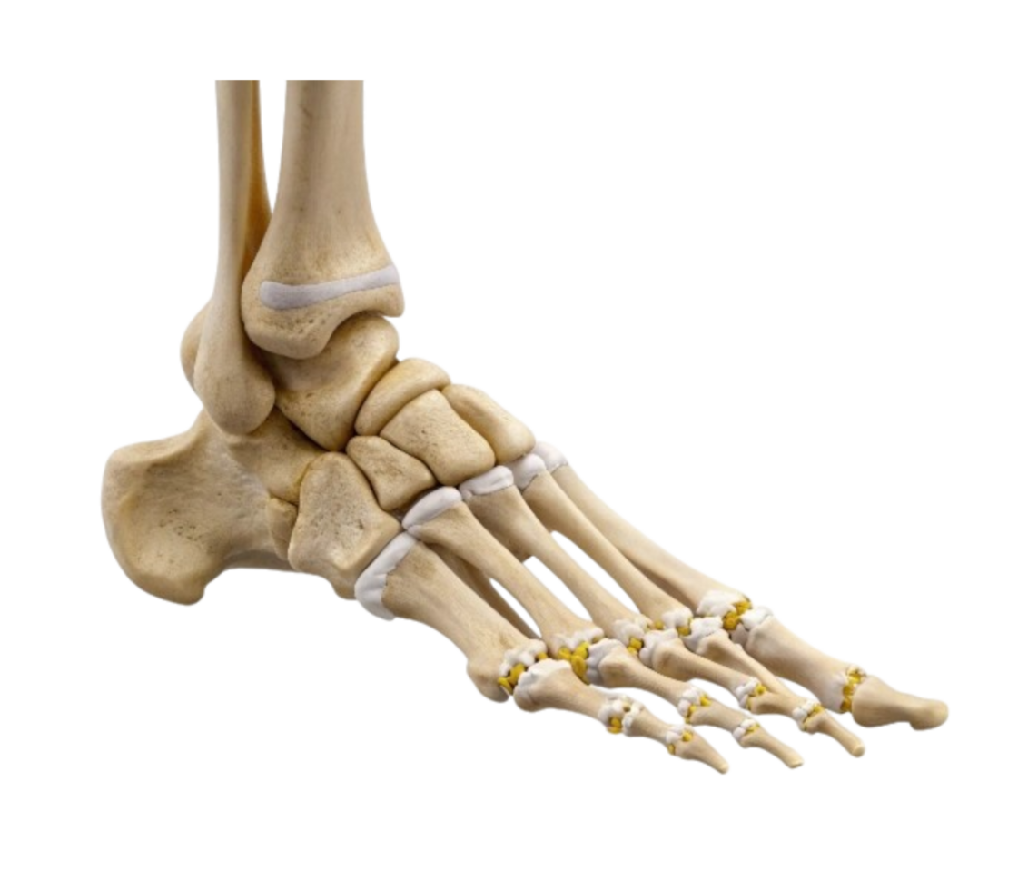 Human foot bones showing ankle and toe joints on transparent background png