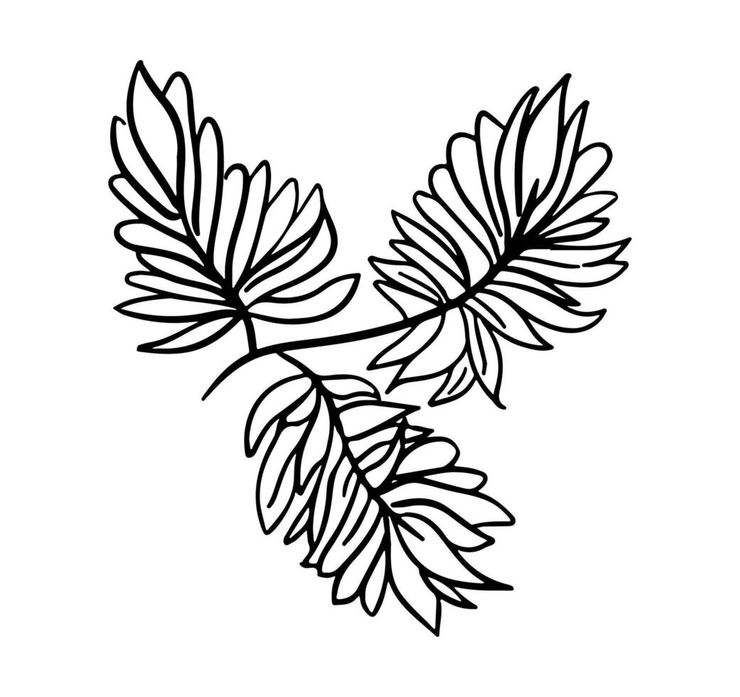 Doodle plant with leaf. Hand drawn outline brunch. Nature floral illustration, design decor element for post card, invitation, banner vector