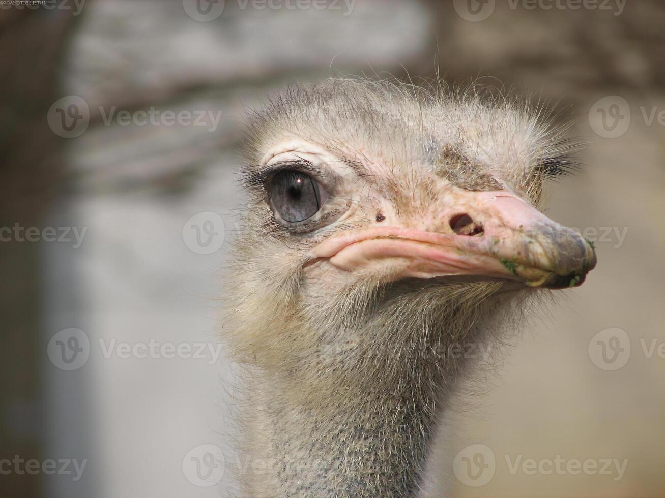 Bird in its natural habitat close view, bird background photo