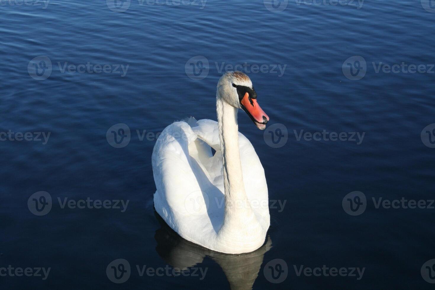 Bird in its natural habitat close view, bird background photo