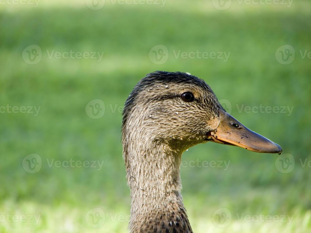 Bird in its natural habitat close view, bird background photo