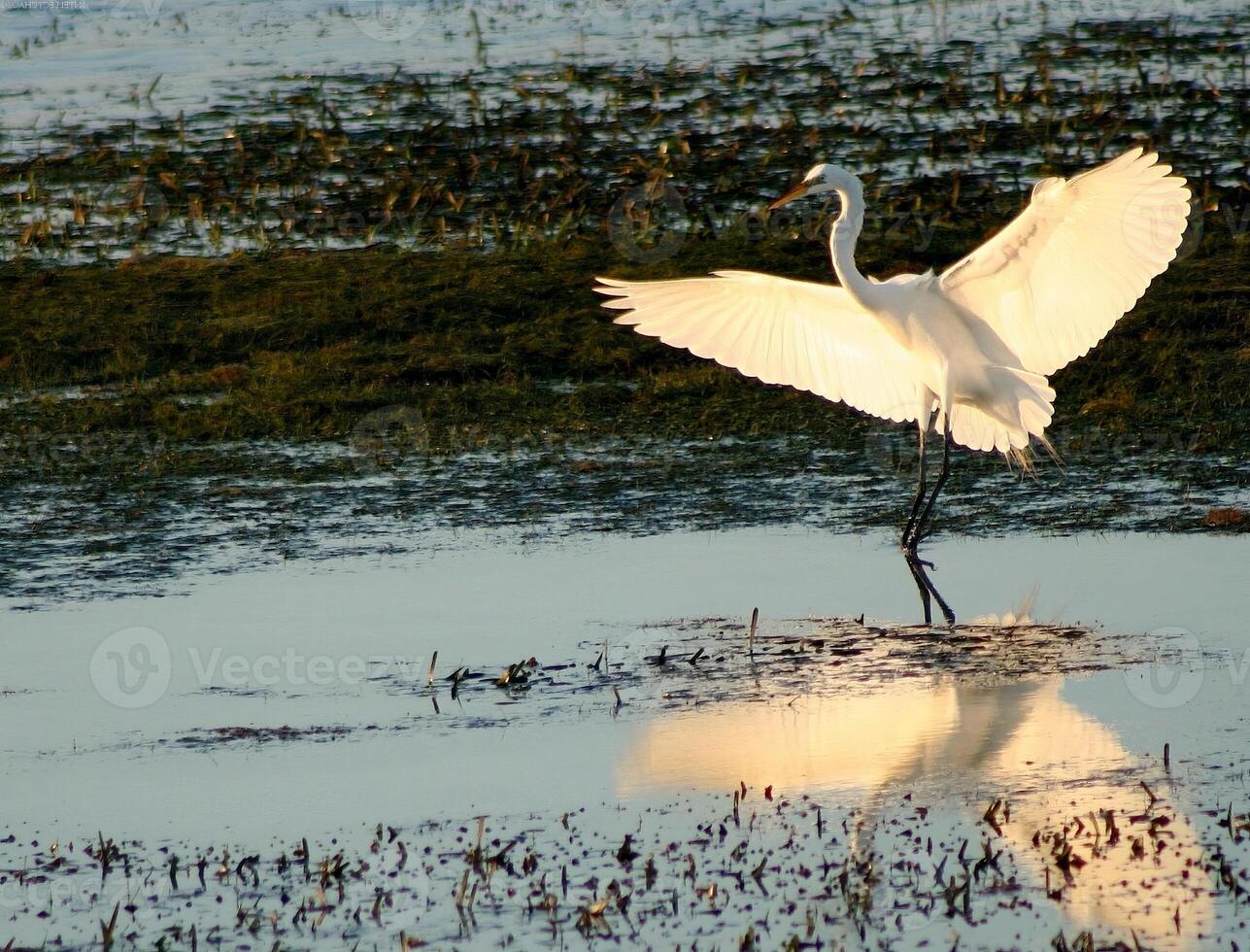 Bird in its natural habitat close view, bird background photo