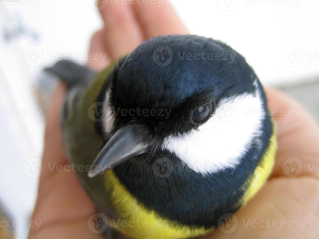 Bird in its natural habitat close view, bird background photo