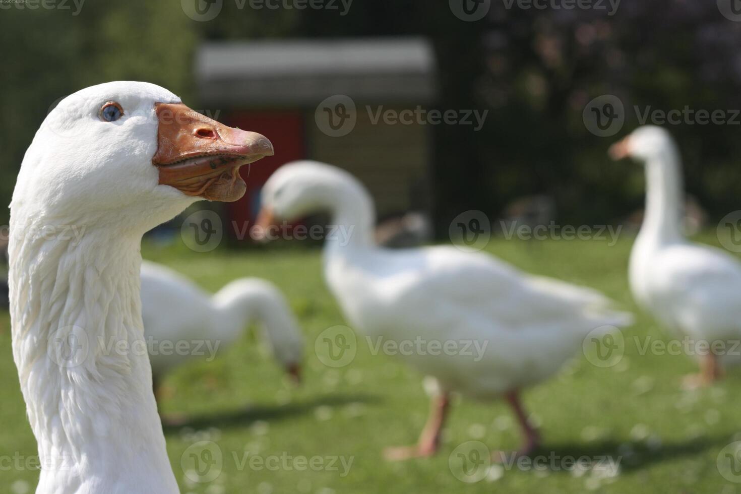 Bird in its natural habitat close view, bird background photo