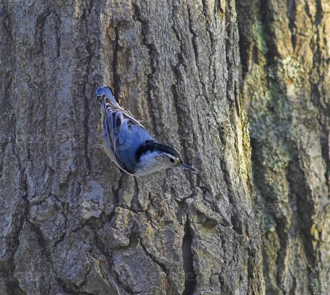 Bird in its natural habitat close view, bird background photo