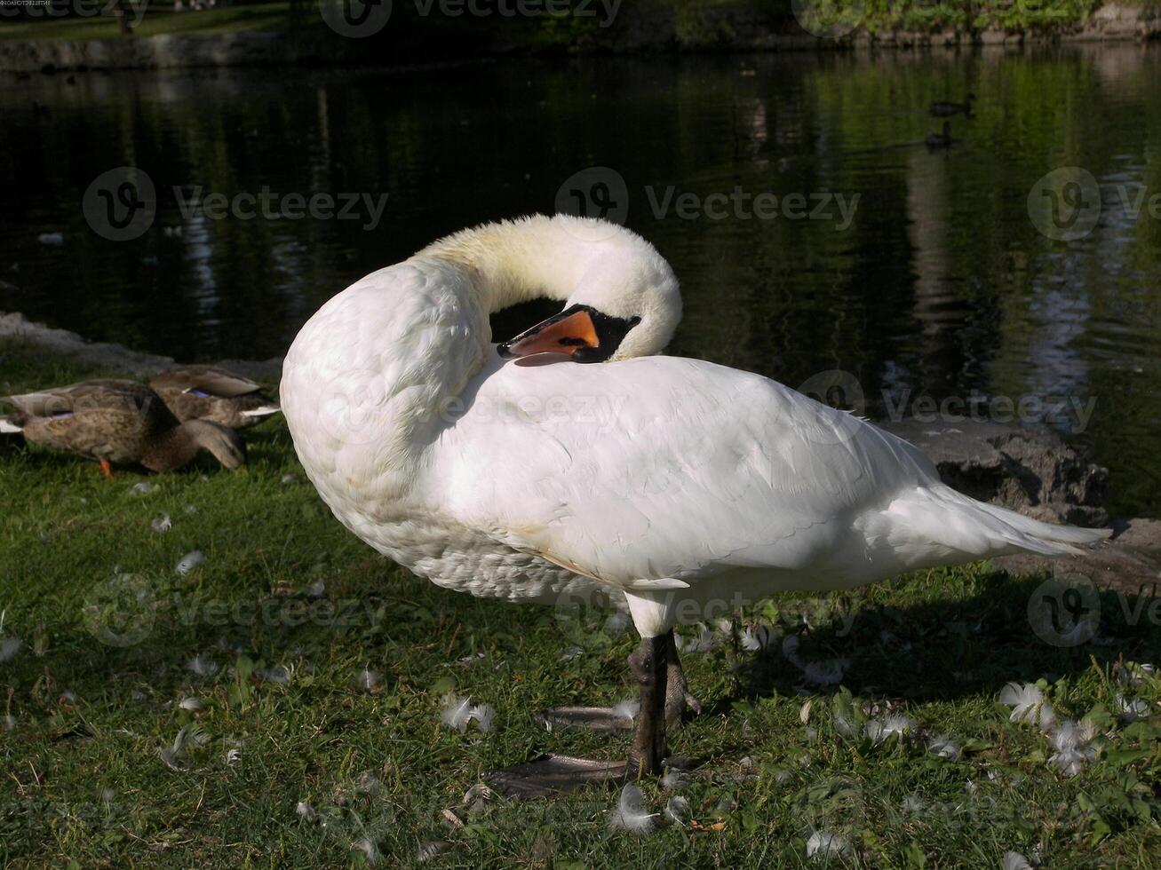 Bird in its natural habitat close view, bird background photo