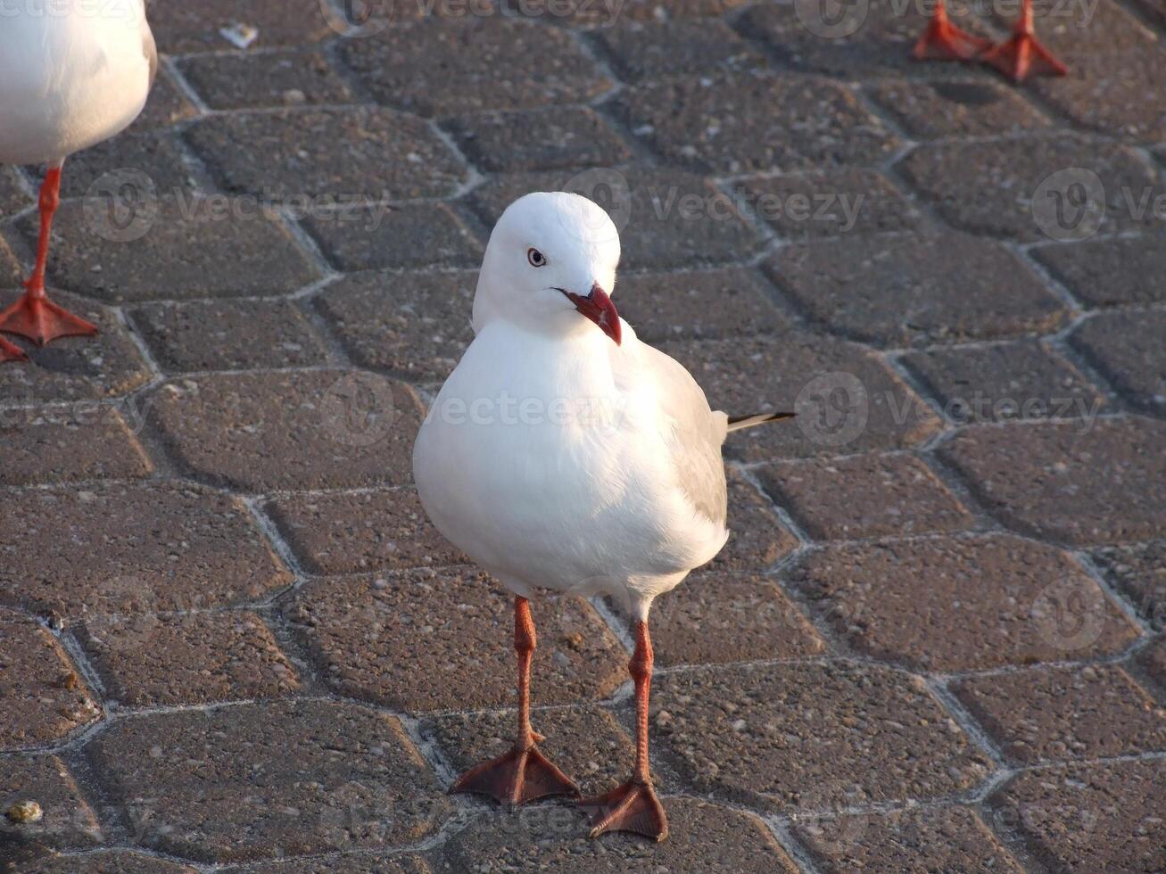 Bird in its natural habitat close view, bird background photo