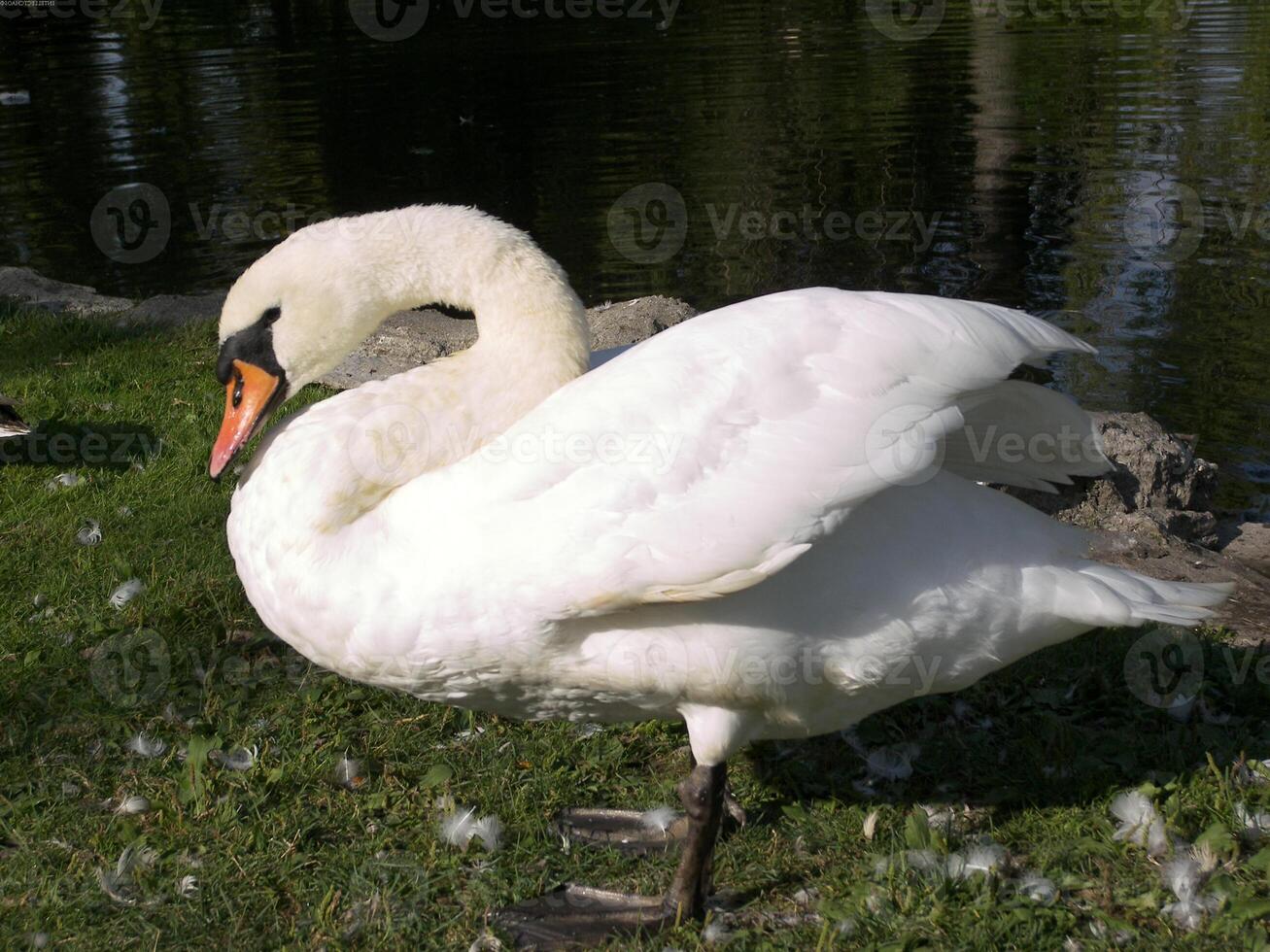 Bird in its natural habitat close view, bird background photo