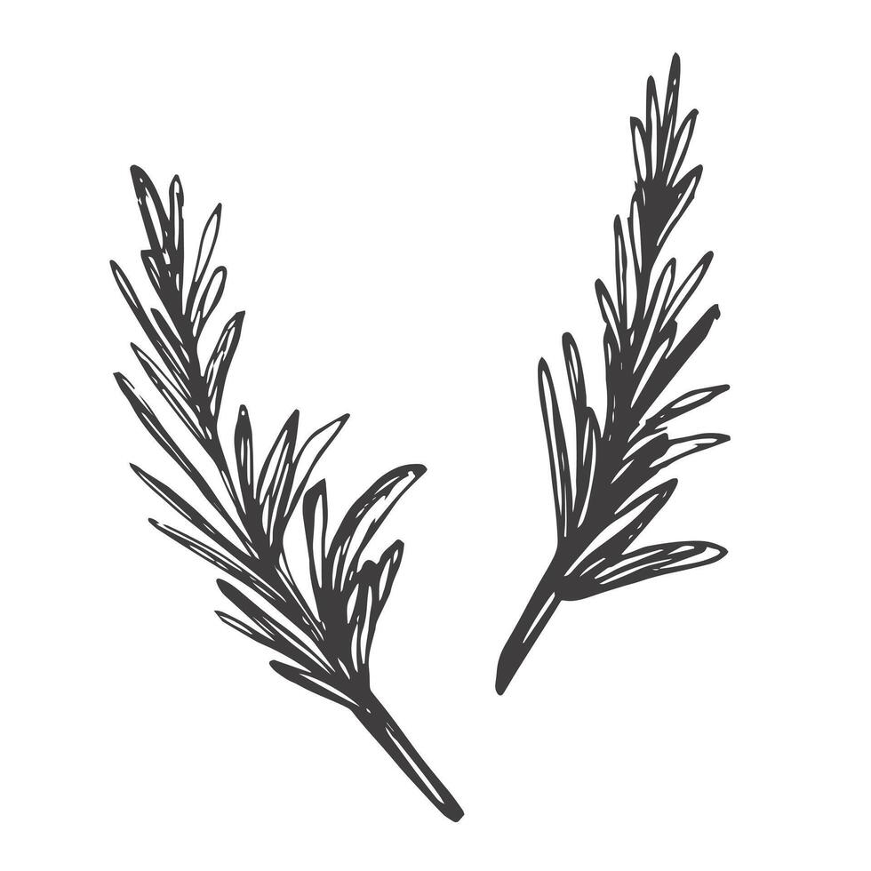 Rosemary. Sketch. A sprig of aromatic spice. illustration. Outline on isolated background. Doodle style. Stem with leaves. Idea for web design, menu. vector