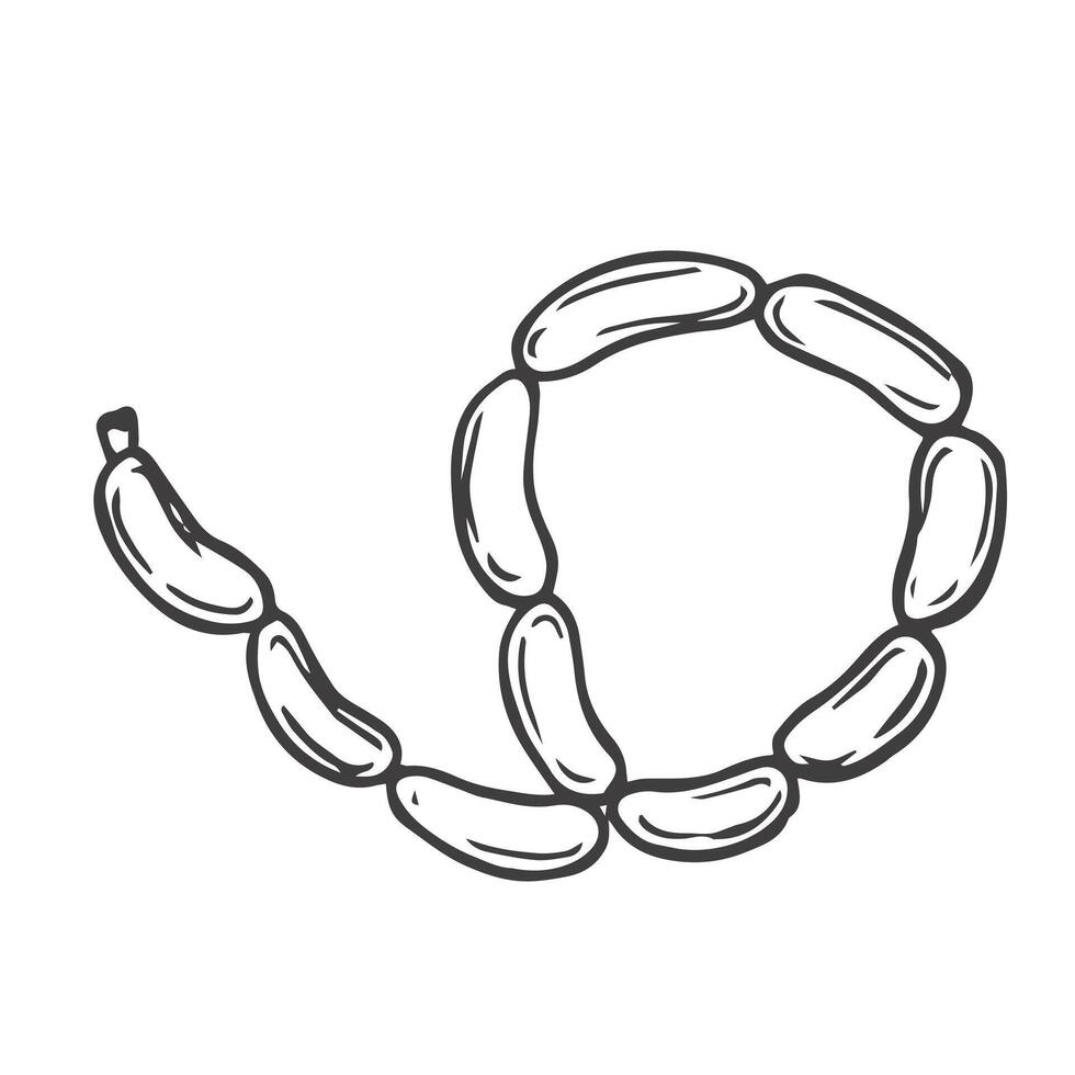 Sausages chain isolated bunch of meat food. pork or beef frankfurter sausage vector