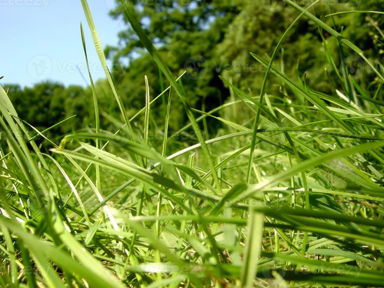 Fresh Green Grass Close View Natural Background photo