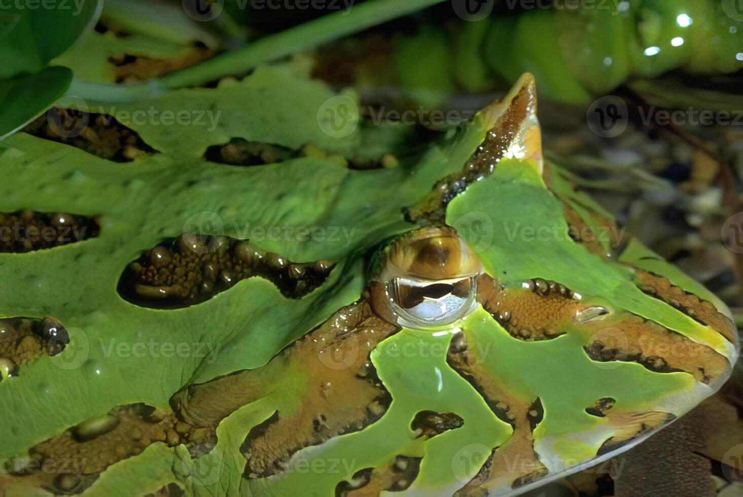 Frog and Snake Among Plants in a Natural Habitat photo