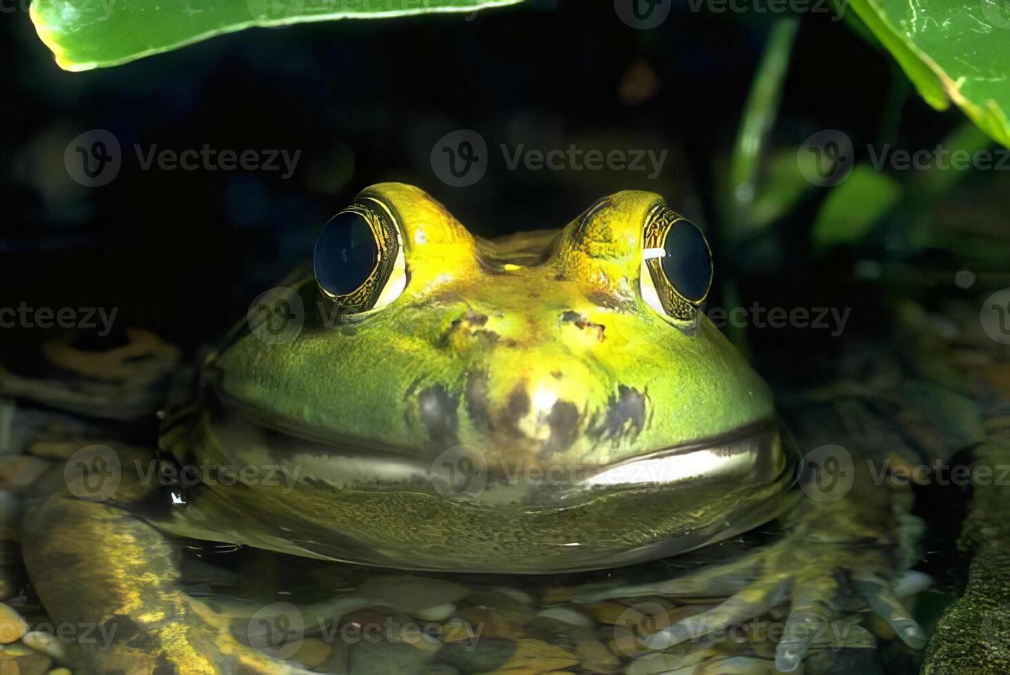 Frog Close-Up. A Detailed Look at Its Eye and Features photo