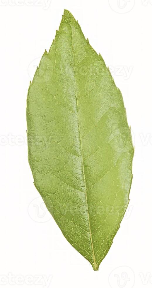 Flower leaf shape isolated over solid background. Flower leaves clipart photo