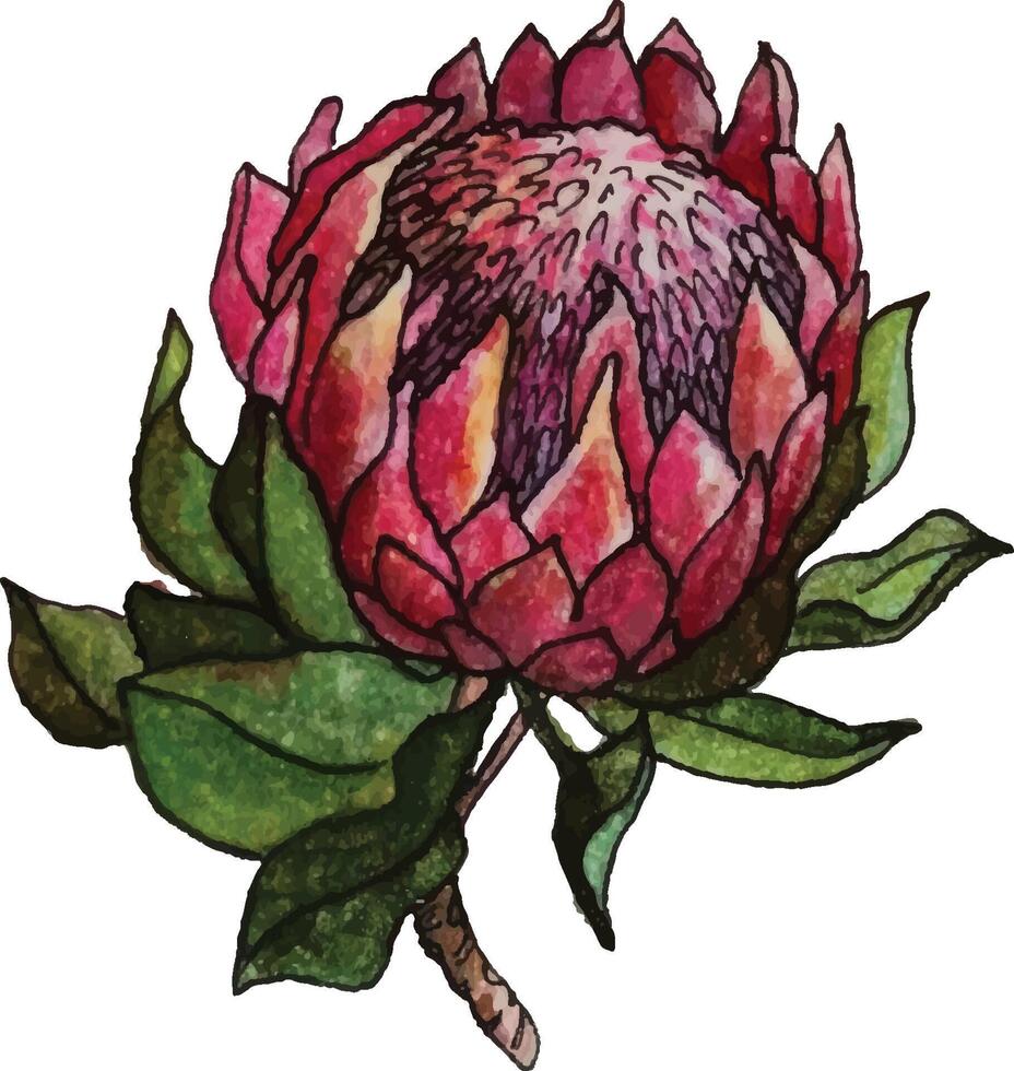 Watercolor tropical flower protea. Hand painted pink flower with leaves and branch isolated on white background. Nature botanical illustration for design, print. Realistic delicate plant. vector
