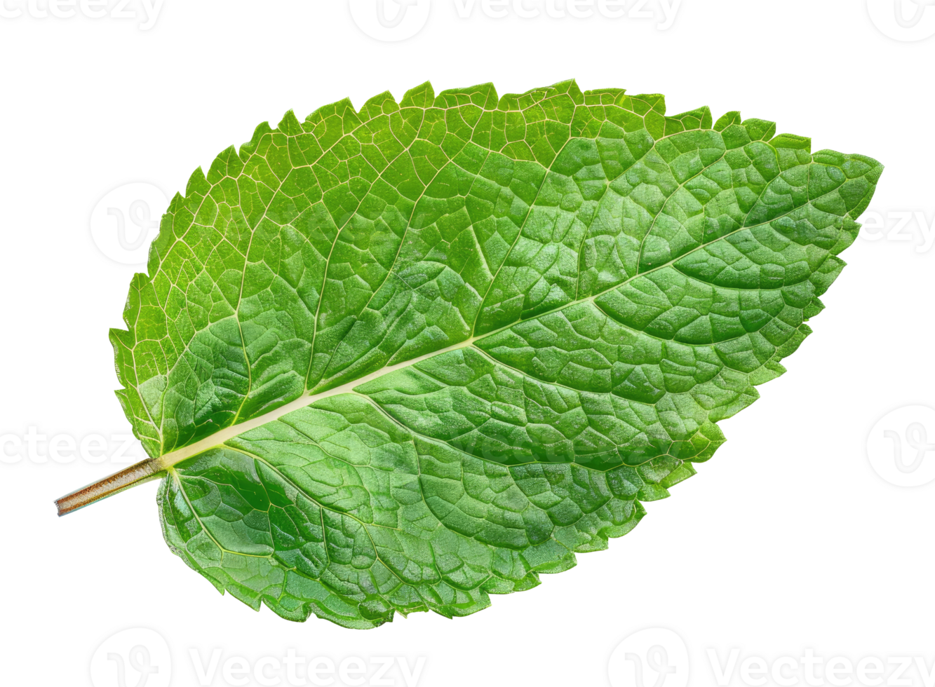 Mint leaf isolated on transparent background png