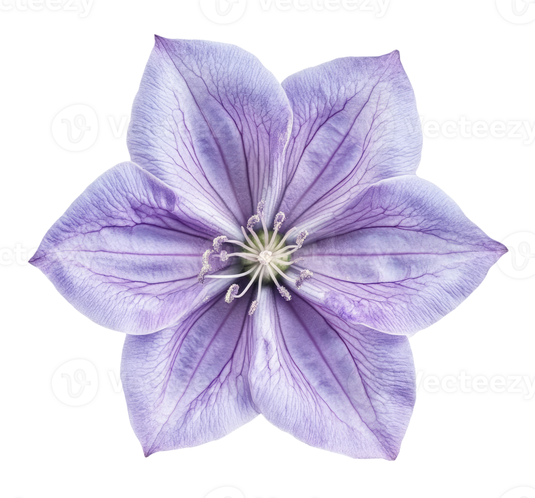 Bell flower isolated on transparent background png