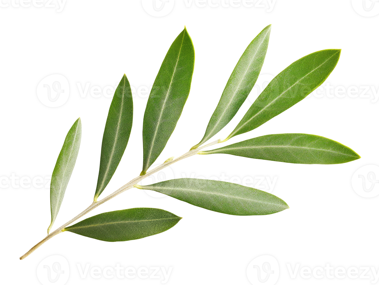 Olive twig isolated on transparent background png