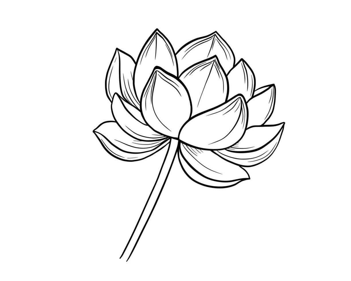 Lotus flower line sketch. Botanical illustration vector