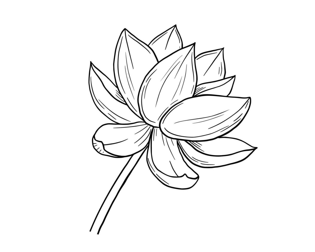 Lotus flower line sketch isolated on white. Botanical hand drawn illustration vector