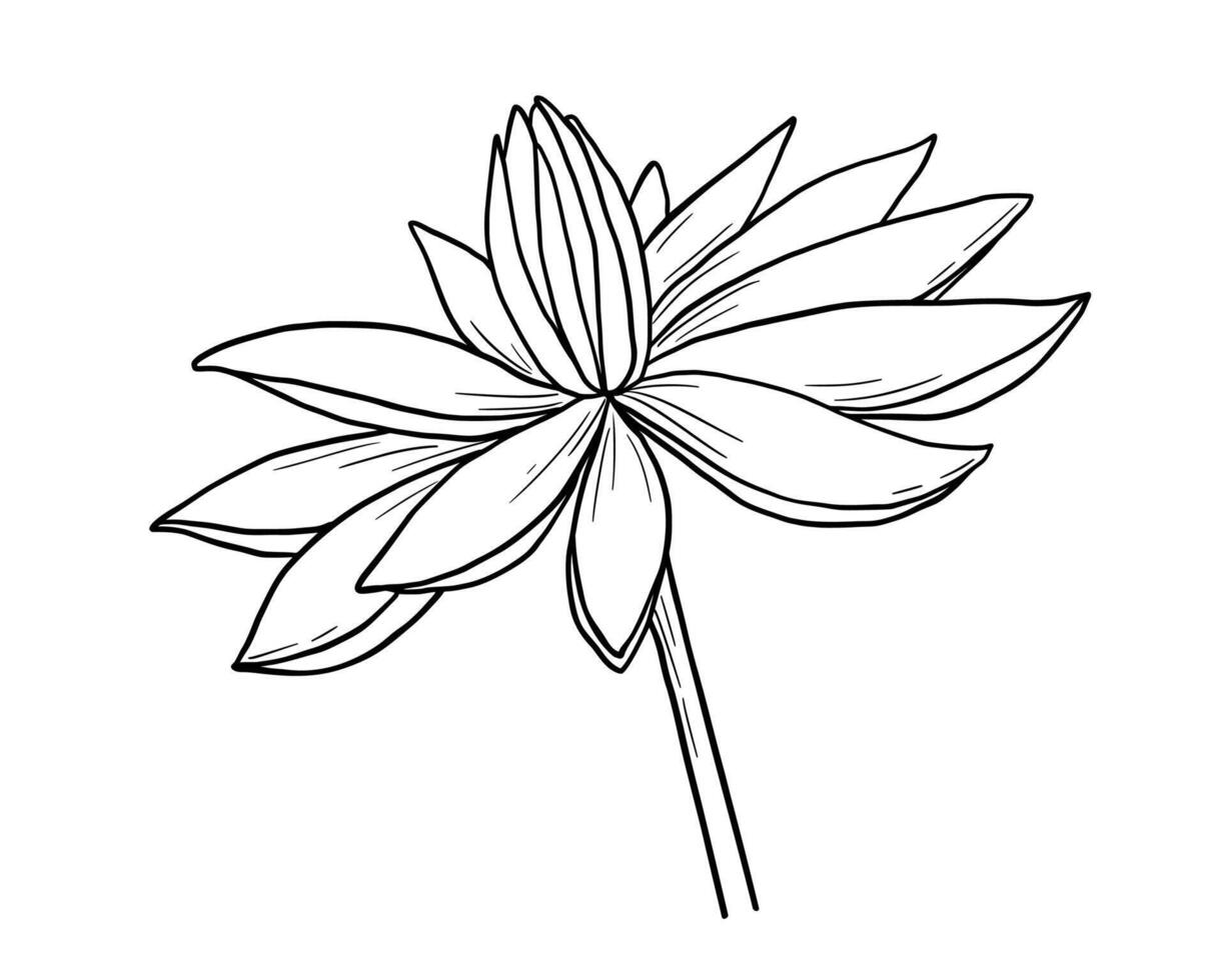 Lotus flower outline sketch. Botanical hand drawn monochrome illustration vector