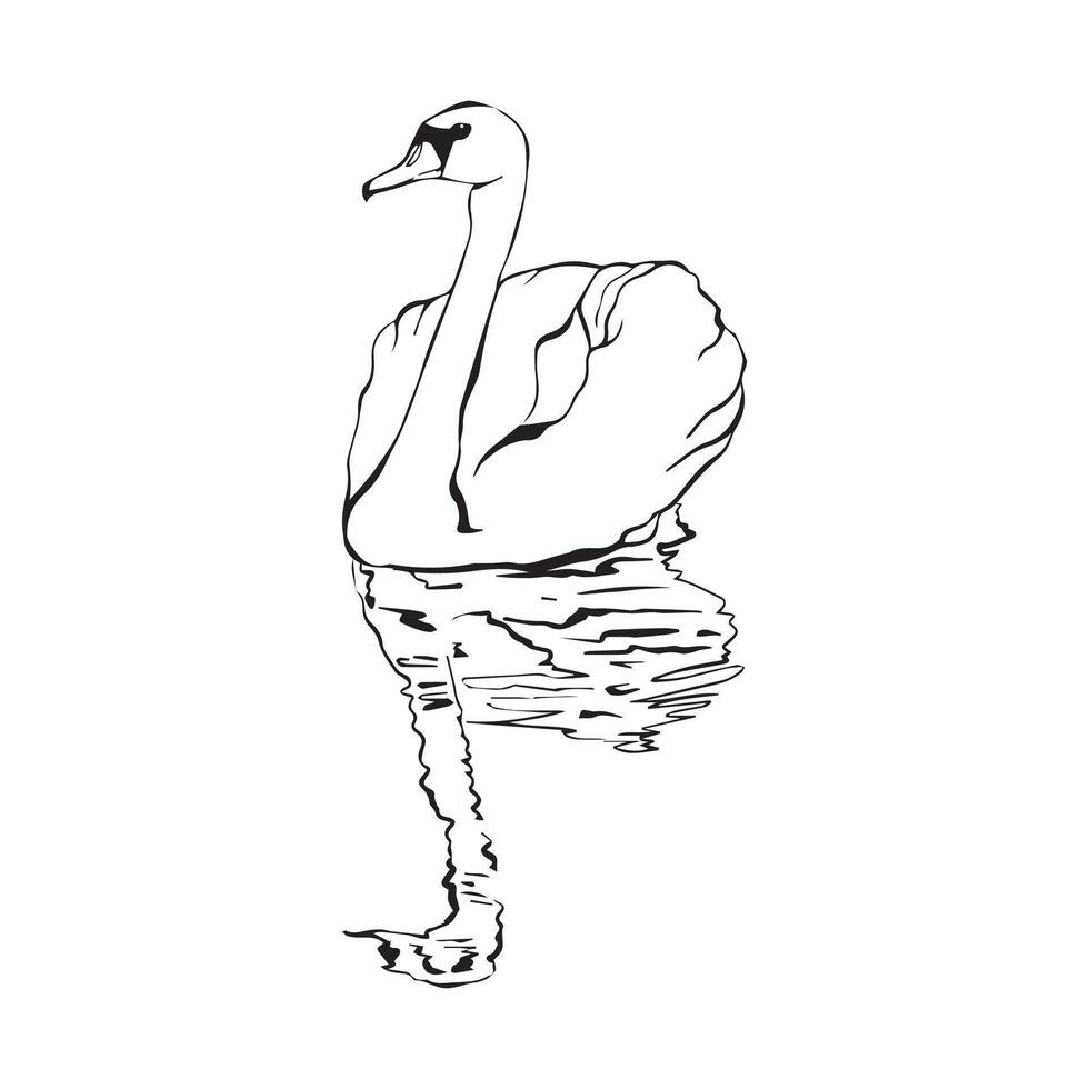Swan on water surface with reflection in water in continuous linear drawing style. Linear sketch isolated on white background. vector