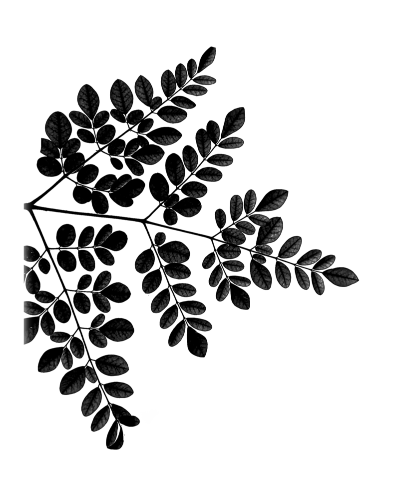A black and white drawing of a leaf png