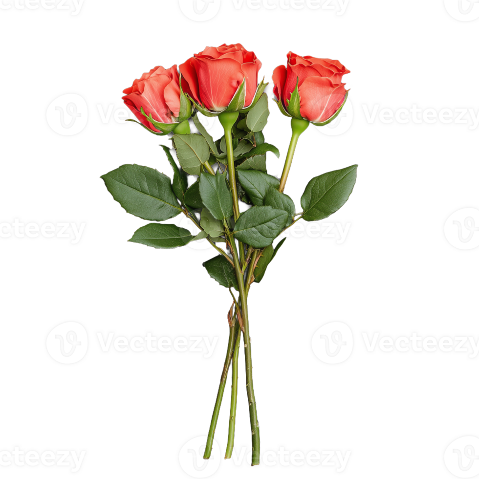 Fresh vibrant red roses bouquet on transparent background png