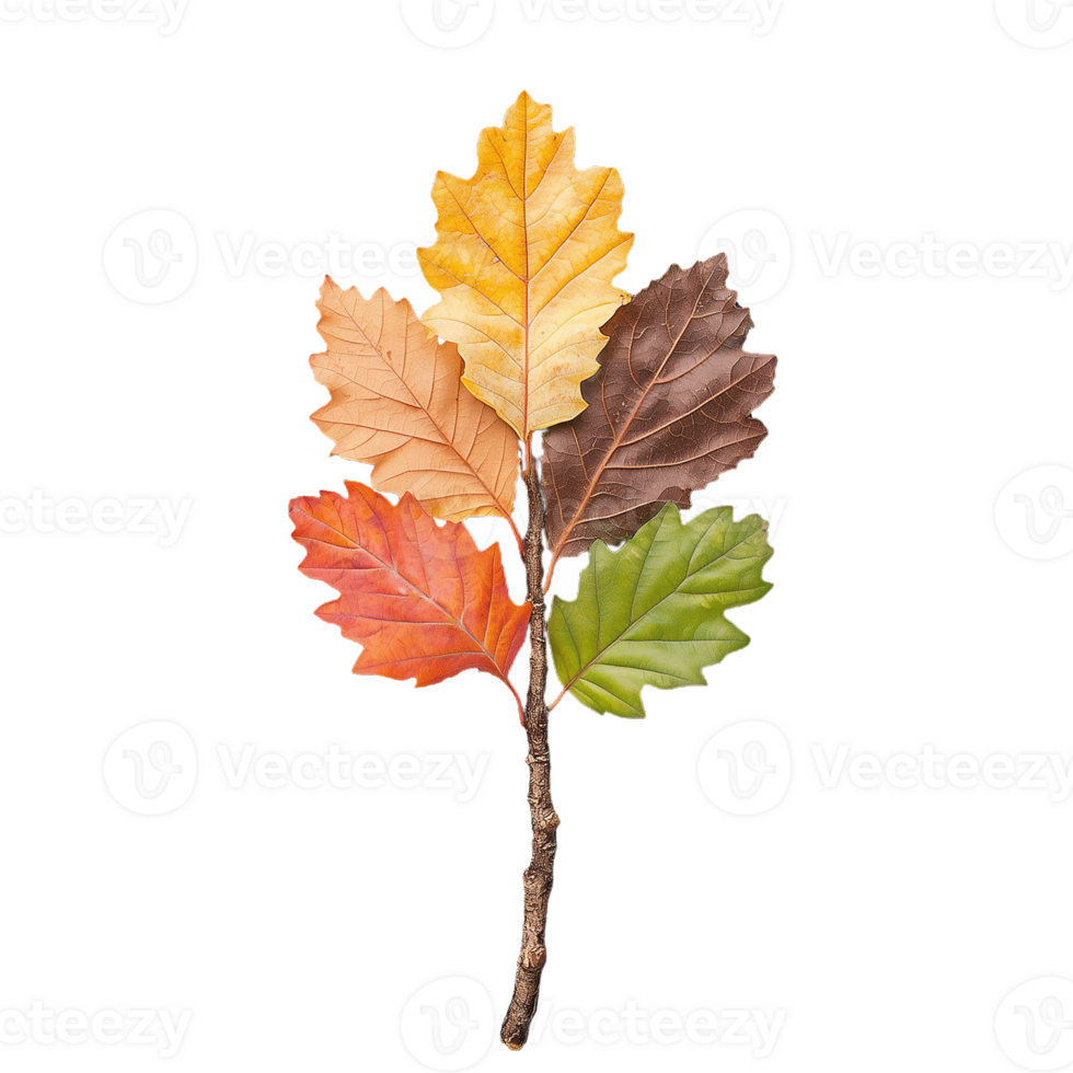 Colorful autumn leaves on branch with varying hues on transparent background png