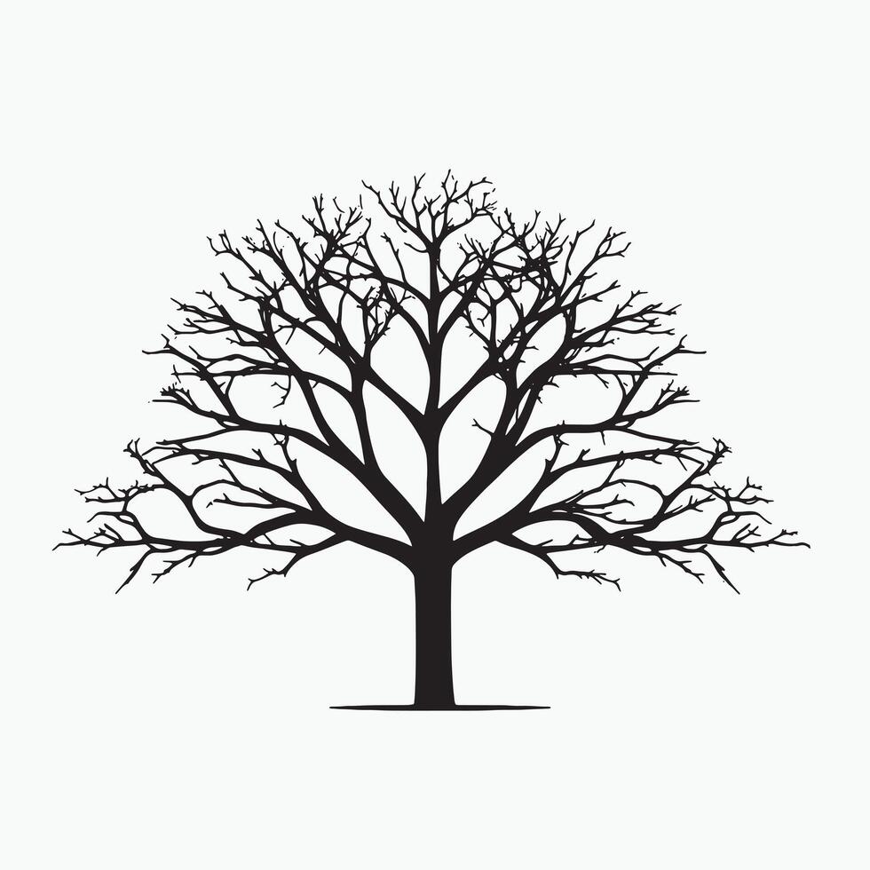 Artistic Beech Tree Silhouette on White Background vector