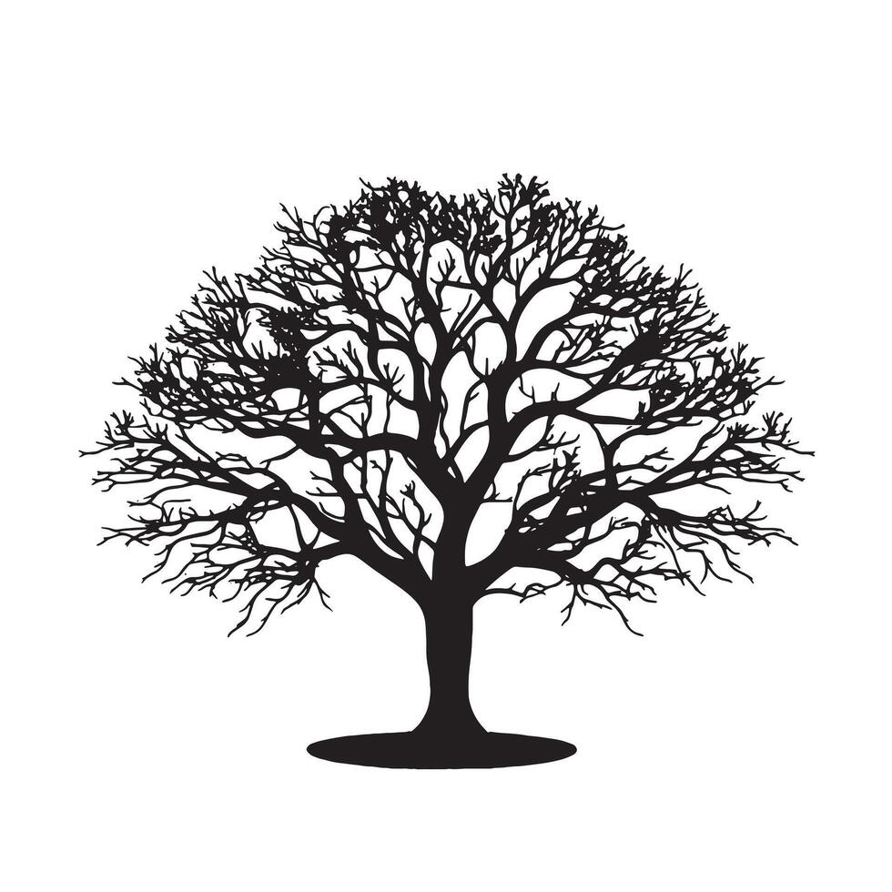 Beech Tree Silhouette with Branches Spread Wide vector