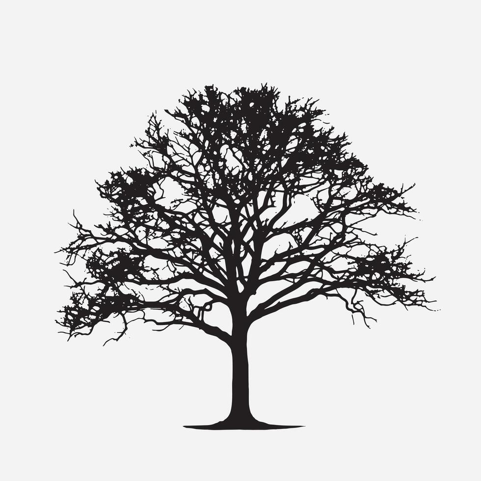 Beech Tree Silhouette on Clean White Backdrop vector