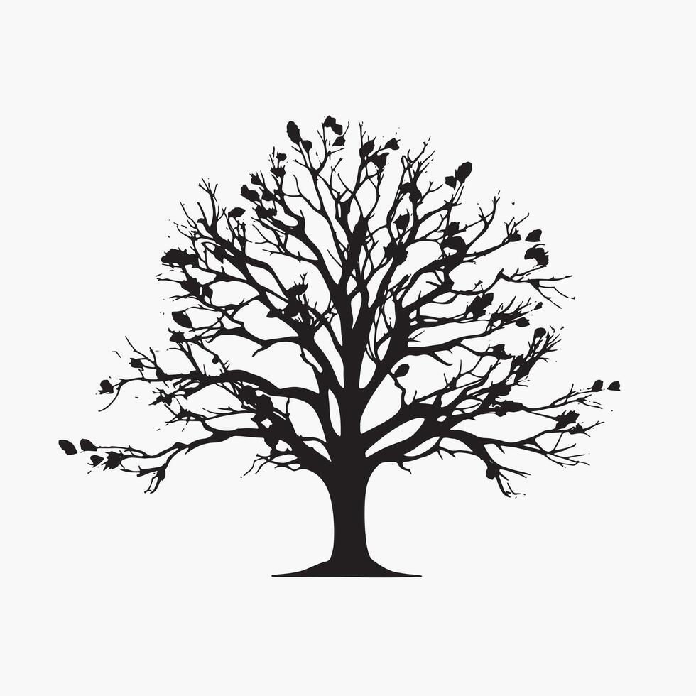 Classic Beech Tree Silhouette Isolated White Background vector