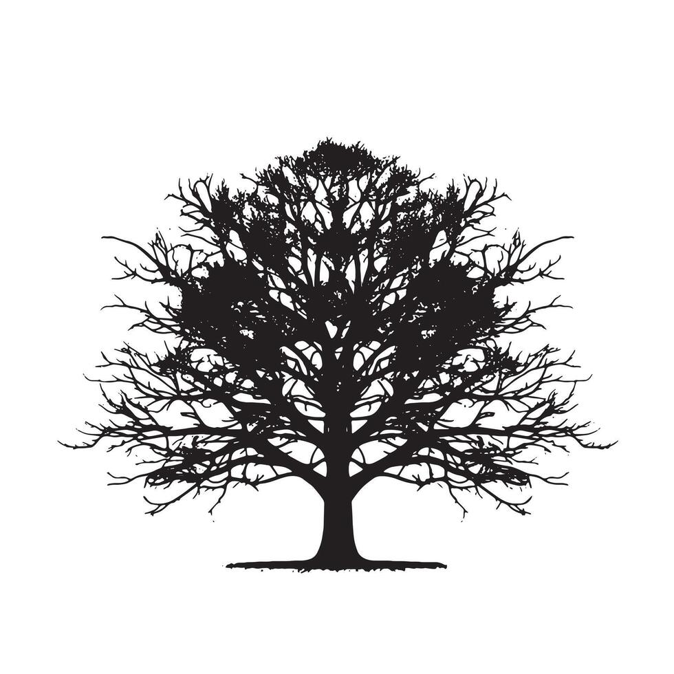 Simplistic Beech Tree Silhouette Isolated on White vector