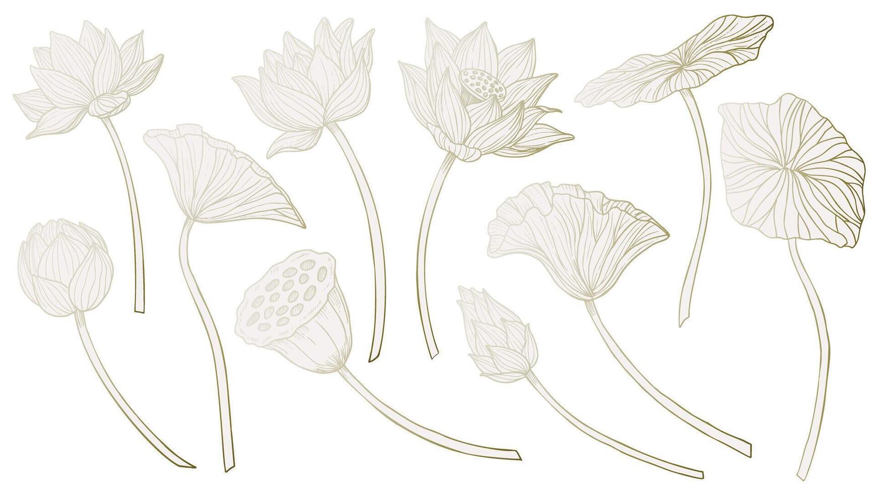Lotus Flowers illustration. Set of drawings with luxury water Lily plants in pastel beige, pink and golden flowers. Botanical linear clipart for wedding invitations or wedding cards. vector