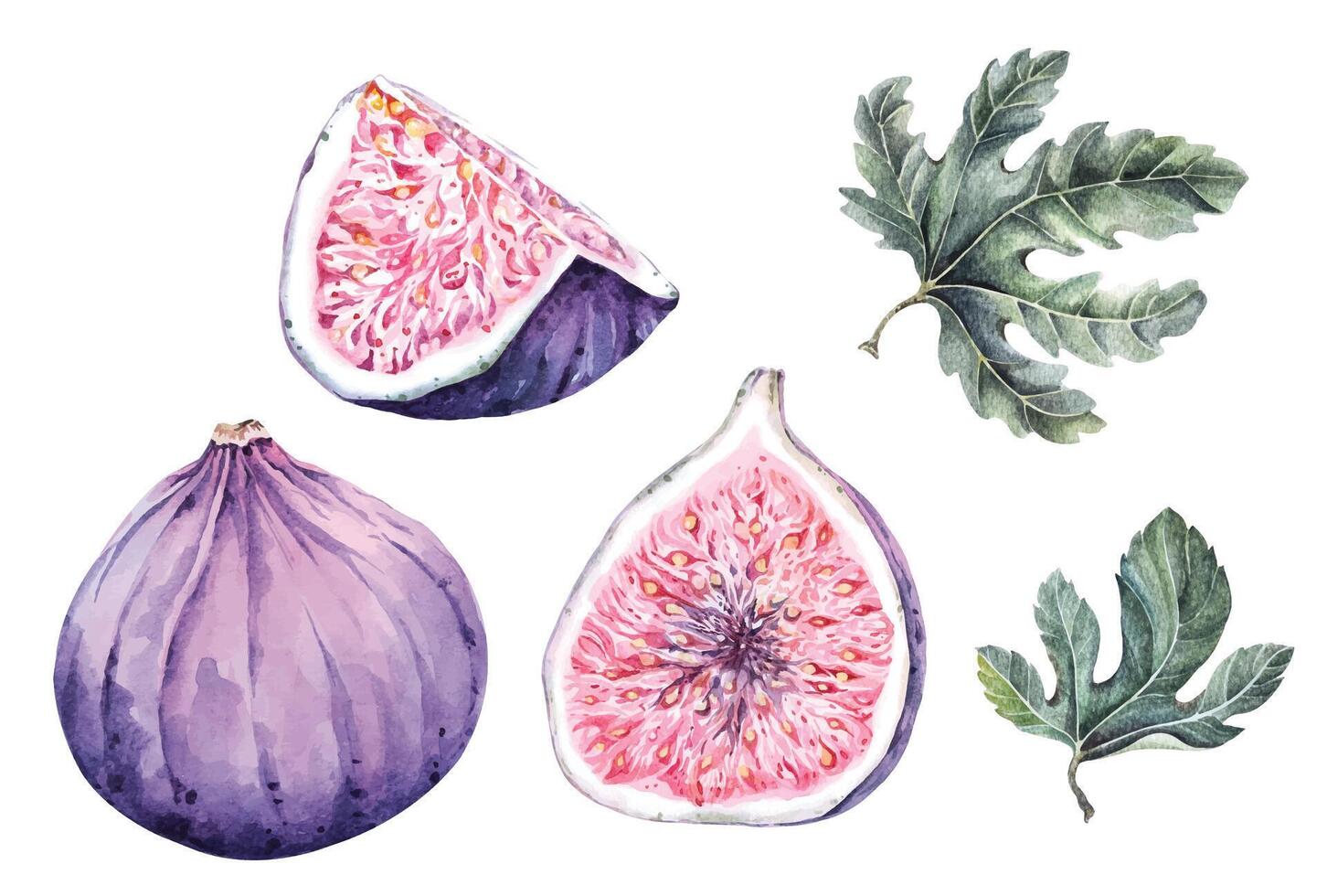 Figs watercolor hand drawing.Fresh ripe purple fig fruit and slices.Isolated on white background vector